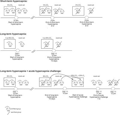 Adaptation of Respiratory-Related Brain Regions to Long-Term Hypercapnia: Focus on Neuropeptides in the RTN